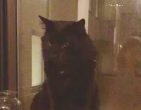 black cat refuse touch