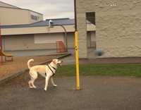 Lab plays tetherball by himself