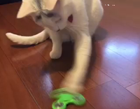white cat playing with fidget spinnner