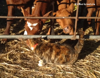 Collab AnimalsDT - Brown Cows Lick Brown Cat