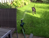 Collab AnimalsDT - Black Dog Plays With Water Sprinkler