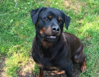 Fake Dog Throw in Backyard 