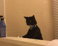 cat slowly moving away from tub