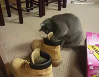 Cat fails at getting ball out of shoe 