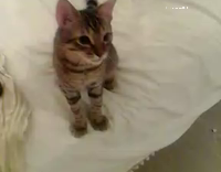 Kitten loves after dinner ice cream