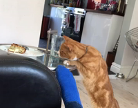 Orange Cat Steals Sandwich Off Plate