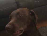 Brown dog barks  then sneezes