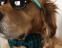 Labrador Dog Wears Sunglasses Bowtie