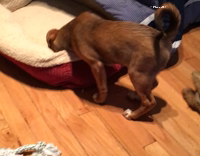 puppy plays with baby carrot