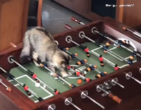 Cat scores goal in foosball
