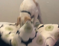 Small dog falls off pillow