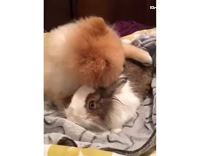 Pomeranian uses guinea pig as pillow