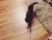 cat dragged by purple leash