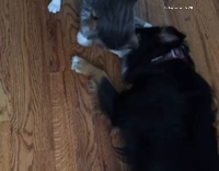 Grey and White Cat Play Fights Black and White Dog