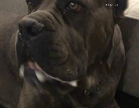 Grey Dog Slobbers Over Blue Bone