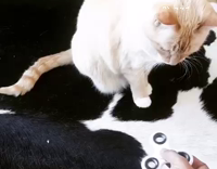 cat spinning fidget spinner 