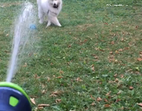 Dog bites water sprinklers 