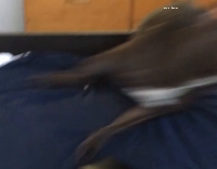 Over Excited Bull Terrier Runs Around 