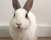 bunny eating food and looking directly at the camera