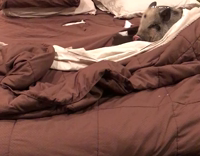 Owner shames pig for shredding maroon sheets