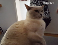 Cat swats owners poking fingers﻿