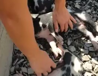 piglets belly rub oink
