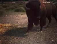 Collab AnimalsDT - Buffalo Eats Bread Out Of Car Attacks Camera