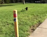 dog branch two yellow poles