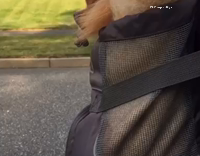 Pomeranian Carried In Black Pouch