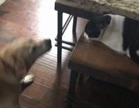 big dog vs small cat