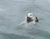 Seal waves at camera 