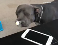 Collab AnimalsDT - Black Dog Sucking On Pacifier