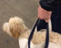 Dog gets carried in bag