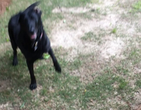 black lab spins for food