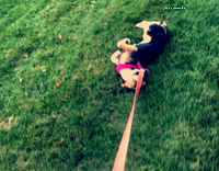 Beagle Refuses To Walk, Dragged Through Grass on Leash
