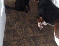 cat plays with hound dog