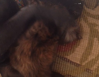 Cat and dog play together 