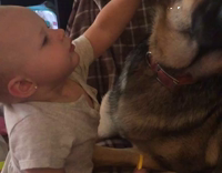 Collab AnimalsDT - Baby Place Toys On Dogs Head