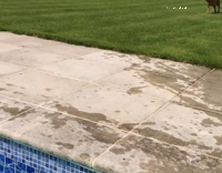 Large brown dog pool dive 