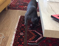 Grey Cat Plays With Eggplant