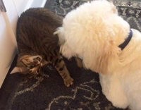 white dog playing with cat while cat is upsidedown