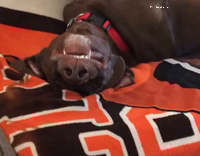 Brown dog sleeping on black and orange couch