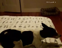 Dog Runs Around Bed 