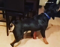 black dog barking at portrait of himself