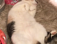 cat sleeping on back scared