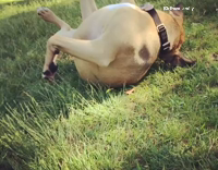 Dog loves to roll on the grass