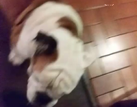 dog getting slapped in the butt spontaneously 