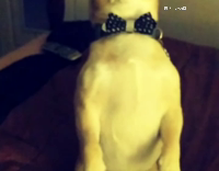 Bowtie Chihuahua  Green Toy Bed