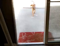 dog trying to go through door with metal bar but can't