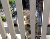 Raccon gets up close and personal 